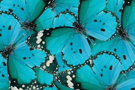 Beautiful multicolor pattern background texture made from Plain Tiger Butterfly (Danaus chrysippus)の写真素材