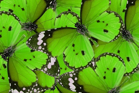 Beautiful multicolor pattern background texture made from Plain Tiger Butterfly (Danaus chrysippus)の写真素材