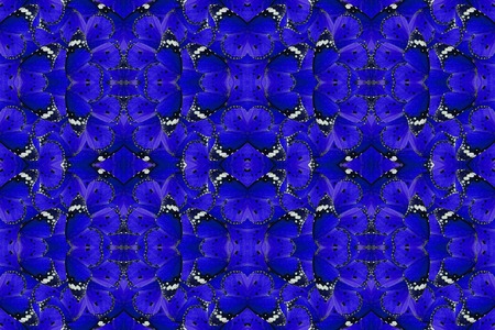 Beautiful multicolor pattern background texture made from Plain Tiger Butterfly (Danaus chrysippus)の写真素材