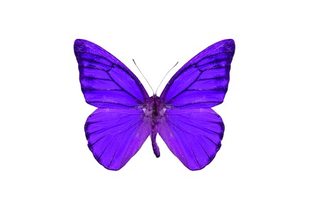 Beautiful Orange Albatross Butterfly (Appias nero) in process color isolated on whiteの写真素材