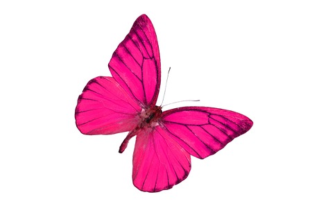 Beautiful Orange Albatross Butterfly (Appias nero) in process color isolated on whiteの写真素材