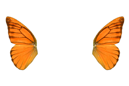 Beautiful wing detail of Orange Albatross Butterfly (Appias nero)の写真素材