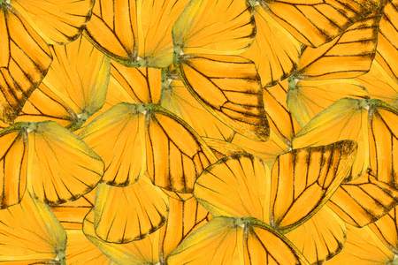 Beautiful wing detail of Orange Albatross Butterfly (Appias nero)の写真素材