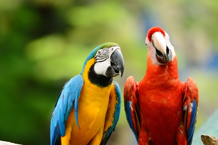beautiful Blue-and-yellow Macaw (Ara ararauna), also known as the Blue-and-gold Macawの写真素材