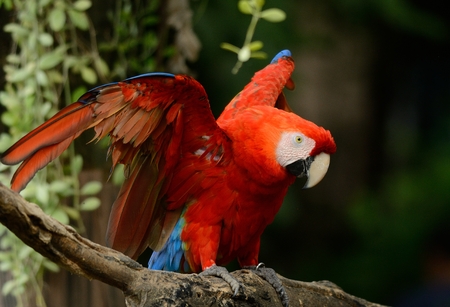 beautiful Green-winged Macaw (Ara chloropterus) as petの写真素材