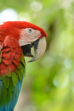 beautiful Green-winged Macaw (Ara chloropterus) as pet