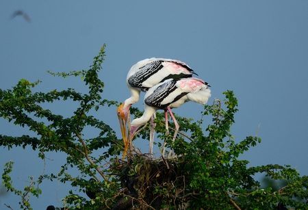 breeding colony of Painted Stork (Mycteria leucocephala) in Thai forestの写真素材