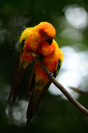 beautiful male Sun Conure (Aratinga solstitialis) as petの写真素材