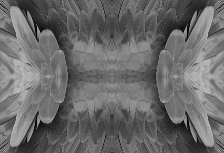 beautiful Green-winged Macaw (Ara chloropterus) back featherの写真素材