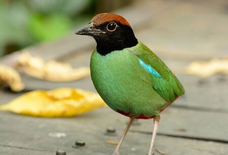 beautiful hooded pitta inThai forestの写真素材