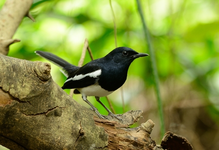 beautiful male oriental magpie-robin (Copsychus saularis) standing on dead treeの写真素材