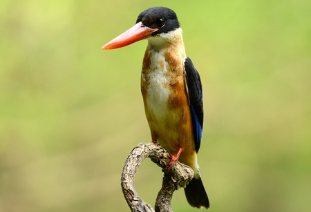 beautiful Black-capped Kingfisher (Halcyon pileata) possing on branchの写真素材