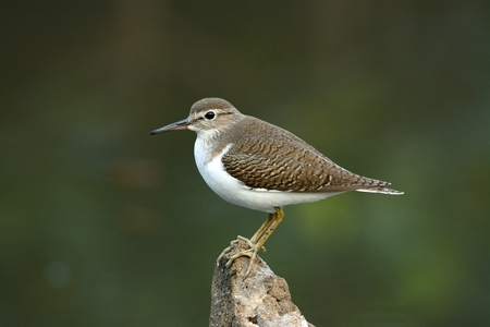 beautiful standing alone common sandpiper (Actitis hypoleucos)の写真素材