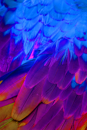 beautiful Green-winged Macaw (Ara chloropterus) back featherの写真素材