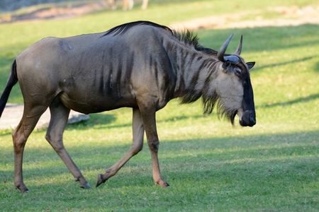 beautiful Wilderbeast (Connochaetes gnou) standing in zoo