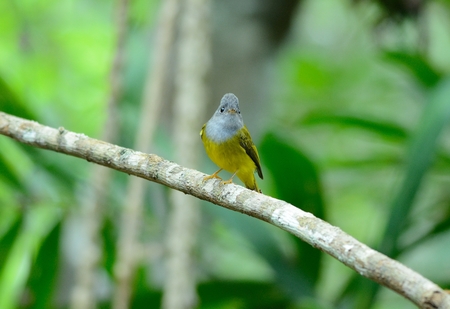beautiful Grey-headed Canary- flycatcher (Culicicapa ceylonensis) in Thai forestの写真素材