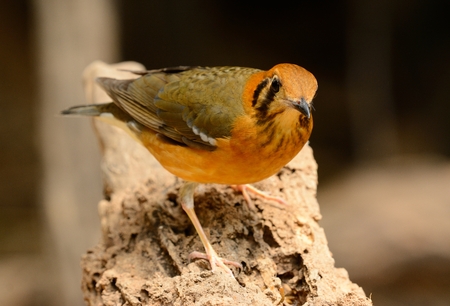 beautiful female Orange-headed Thrush (Zoothera citrina) in Thailandの写真素材