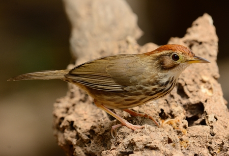 beautiful Puff-throated Babbler (Pellorneum ruficef) in Thai forestの写真素材