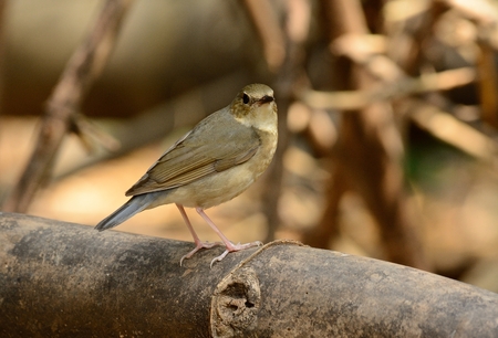 beautiful female siberian blue robin (Luscinia cyane) standing on groundの写真素材