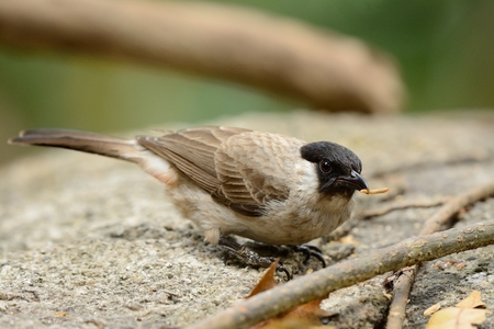 beautiful Sooty-headed Bulbul (Pycnonotus aurigaster) resting in branchの写真素材