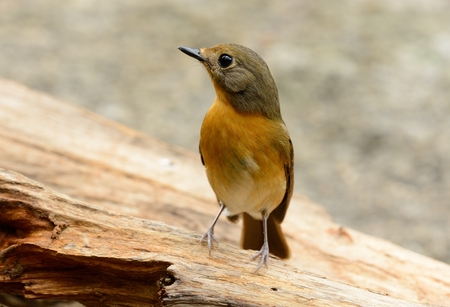 beautiful female hill blue flycatcher (Cyornis banyumas) possingの写真素材