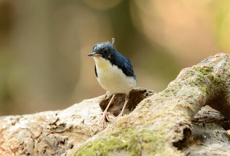 beautiful male Siberian Blue Robin (Luscinia cyane) in Thailand