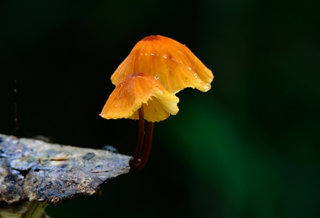 beautiful tiny orange mushroom in Thai forest