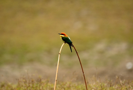 beautiful chestnut headed bee eater (Merops leschenaulti) possingの写真素材