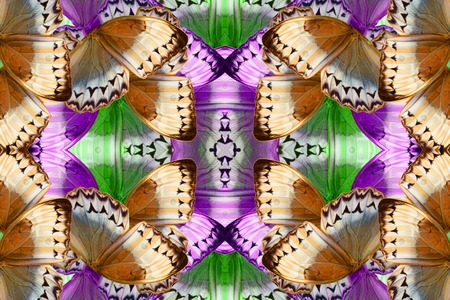 Beautiful multicolor pattern background texture made from Cambodian Junglequeen Butterfly...