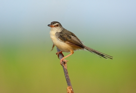 beautiful plain prina (Prina inornata) possing on log in forest of Thailandの写真素材