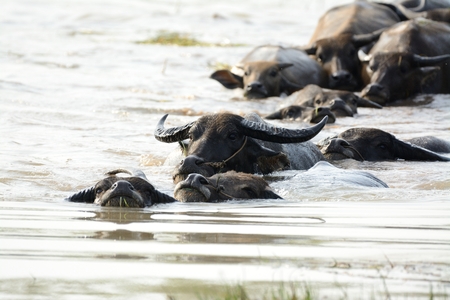 Thai water buffalo swiming in the riverの写真素材