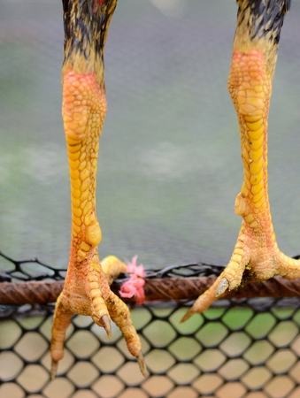 beautiful male Myanma fighting cock scaleの写真素材