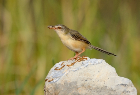 beautiful plain prina (Prina inornata) possing on log in forest of Thailandの写真素材