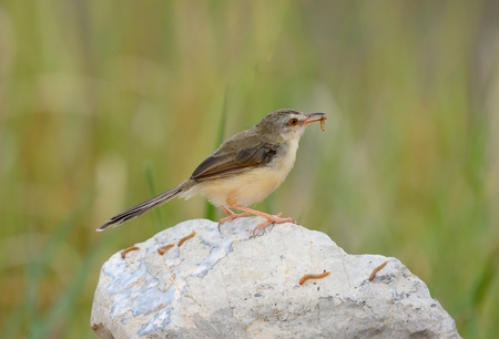 beautiful plain prina (Prina inornata) possing on log in forest of Thailandの写真素材