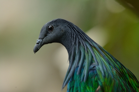 beautiful female Nicobar Pigeon (Caloenas nicobarica) standing on branchの写真素材