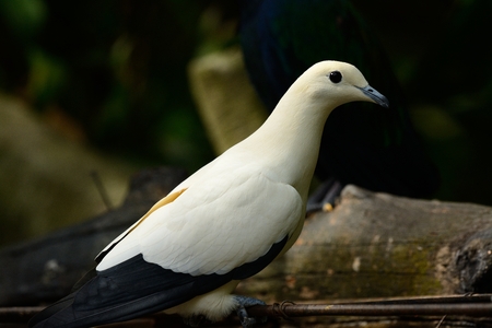 beautiful Pie Imperial Pigeon (Ducula bicolor) standing on branchの写真素材