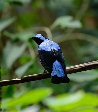 beautiful male Asian Fairy Bluebird (Irena puella) resting in branchの写真素材