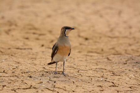 beautiful oriental pratincole (Glareola maldivarum) in drought areaの写真素材