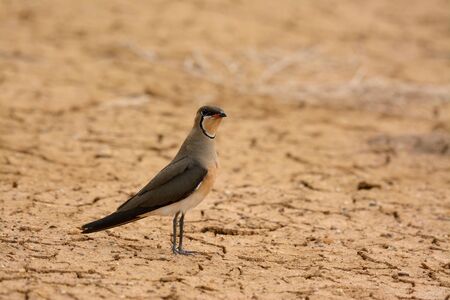 beautiful oriental pratincole (Glareola maldivarum) in drought areaの写真素材