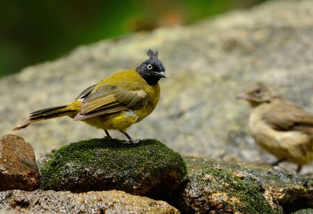 beautiful black-crested bulbul in Thai forestの写真素材