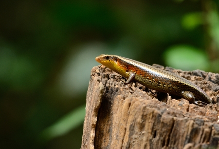beautiful Many-lined Sun Skink (Mabuya multifasciata) inThai forestの写真素材