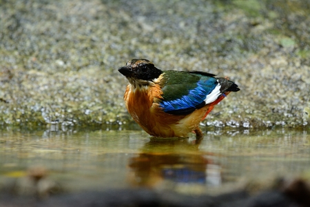 beautiful Blue-winged Pitta(Pitta moluccensis) inThai forestの写真素材