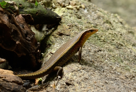 beautiful Many-lined Sun Skink (Mabuya multifasciata) inThai forestの写真素材
