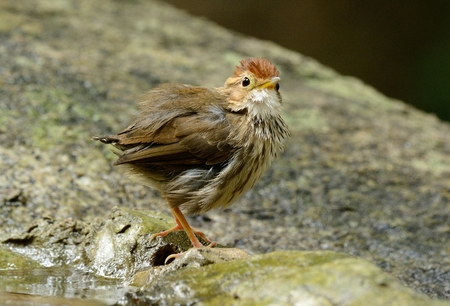 beautiful Puff-throated Babbler (Pellorneum ruficef) in Thai forest