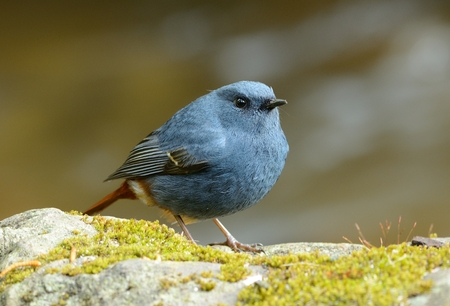 beautiful male Plumbeous Redstart (Rhyacornis fuliginosa) in Thai forestの写真素材