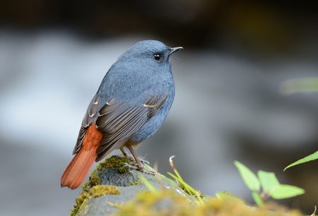 beautiful male Plumbeous Redstart (Rhyacornis fuliginosa) in Thai forestの写真素材