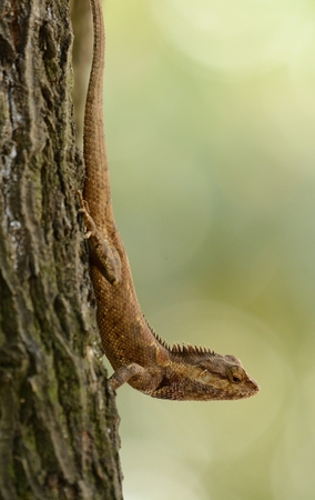 beautiful Blue Crested Lizard (Calotes mystaceus) in Thai forestの写真素材