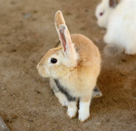 Adorable Young Bunny Rabbit Outdoors in Grassの写真素材