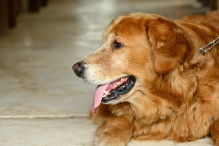 beautiful golden retriever dog relaxing in Thai hot summerの写真素材