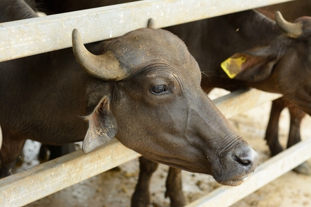 Thai style water buffalo house in Thai buffalo farm
